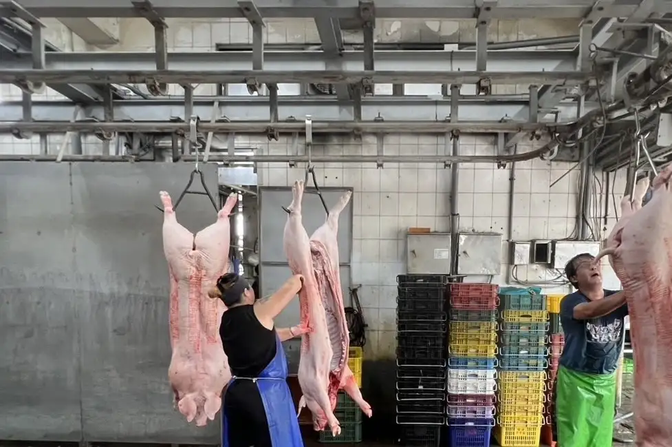 此次配送的整隻豬,與冷凍肉品不同,須於送達前一日進行市場拍賣、當晚完成處理。(高市府提供)