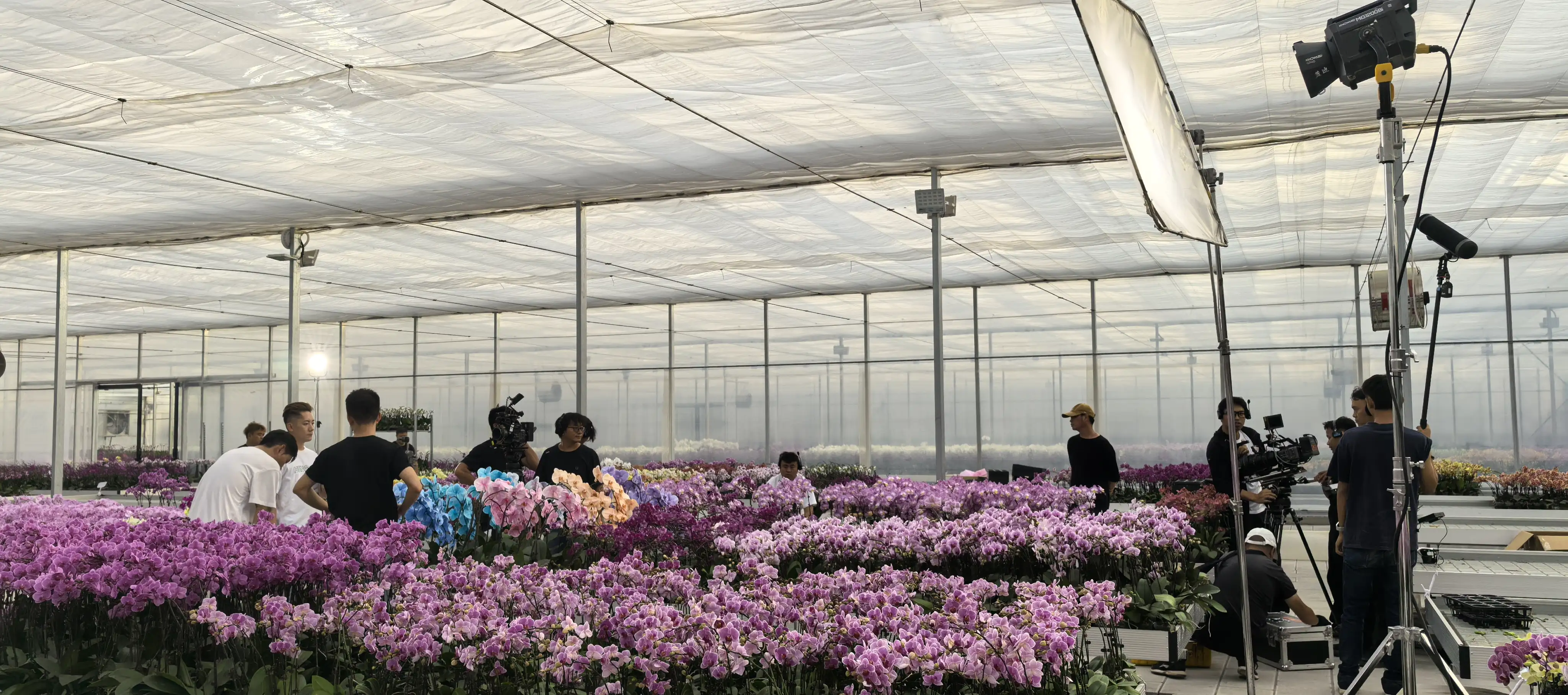 劇組在花卉溫室中拍攝取景，鏡頭定格滿園蘭花，展現雲南花卉產業的繽紛與蓬勃。(記者劉美祺翻攝)