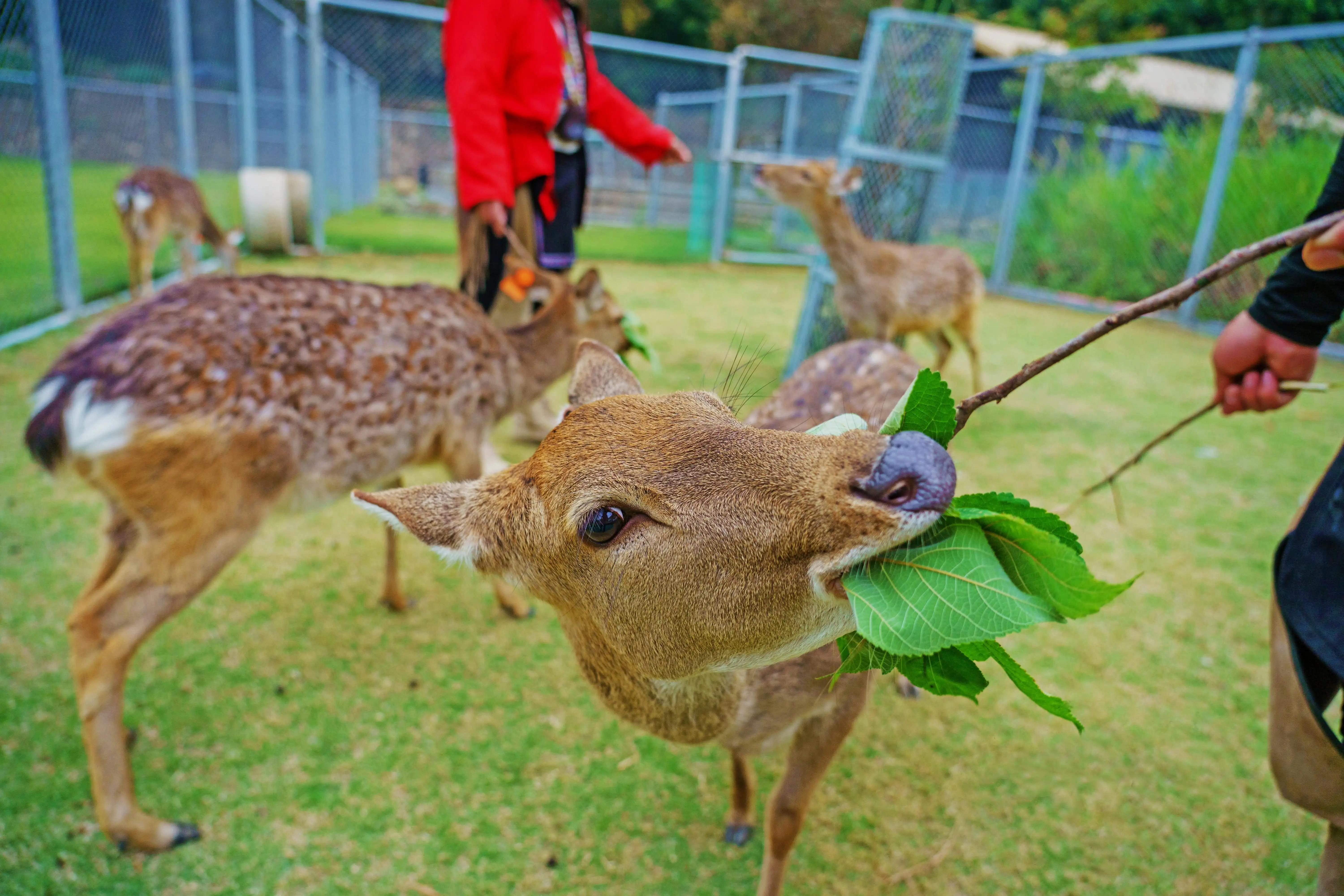 鄒族逐鹿文創園區。(圖/嘉義縣文觀局 提供)