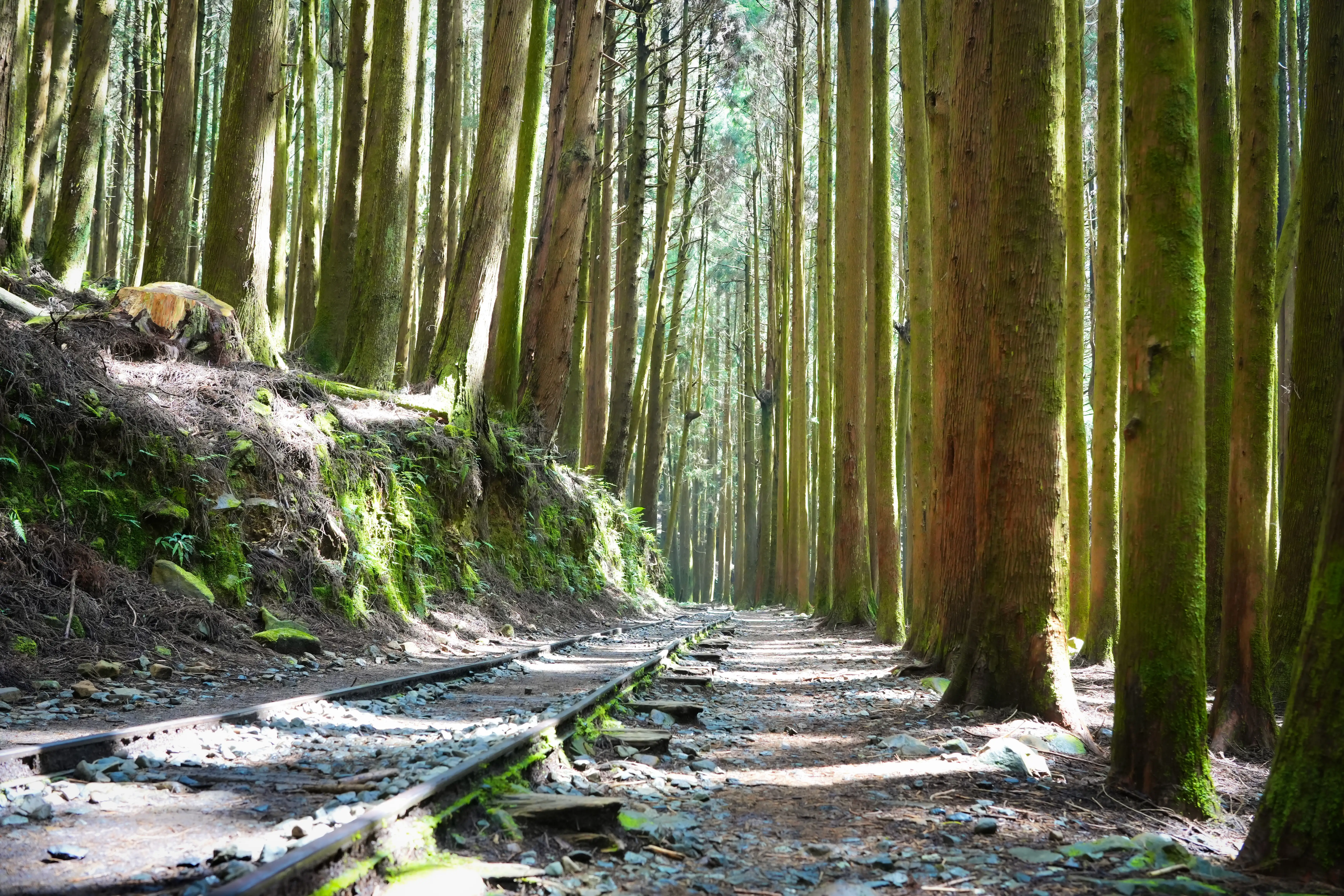 特富野古道。(圖/嘉義縣文觀局 提供)