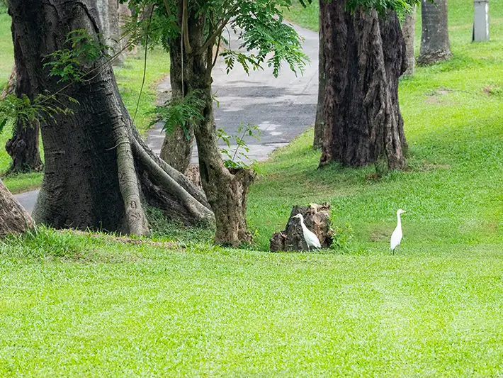 球場退場後，鳥類和昆蟲回來了！寵物禁止入園，夜間不開放。（高雄市政府提供）