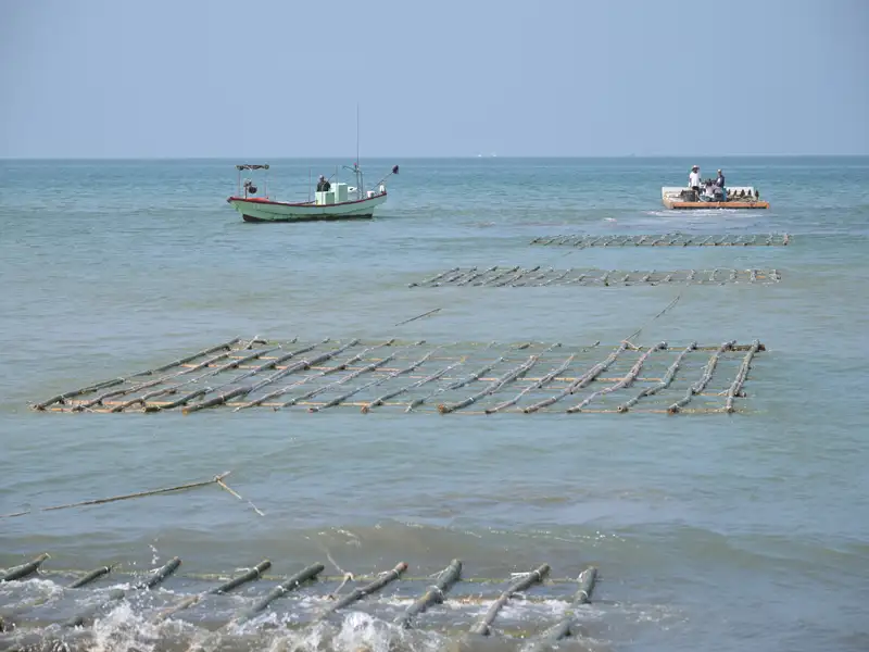 臺南喜樹海域蚵棚正式出海，竹製蚵架隨浪漂浮，展現傳統養殖智慧與永續漁村文化。(圖/臺南市政府提供)