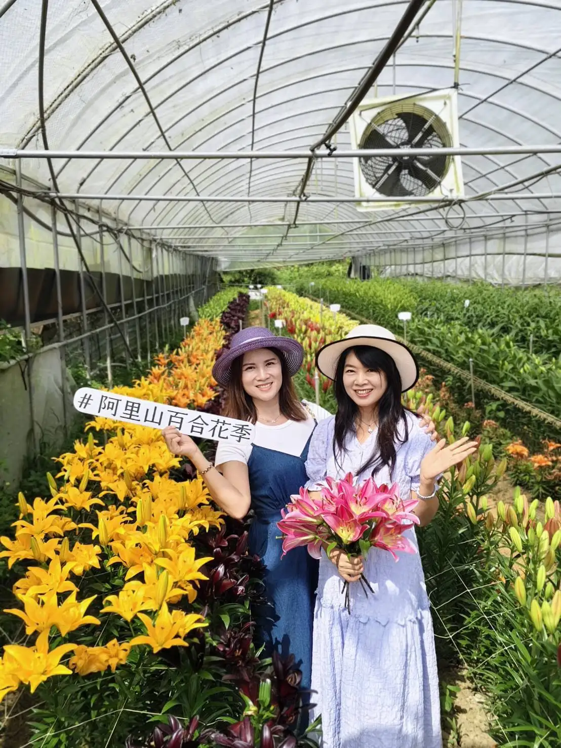 阿里山樂野村百合花園裡，盛開的百合猶如彩虹般繽紛，迎接來訪遊客。(圖/嘉義縣政府農業處 提供)