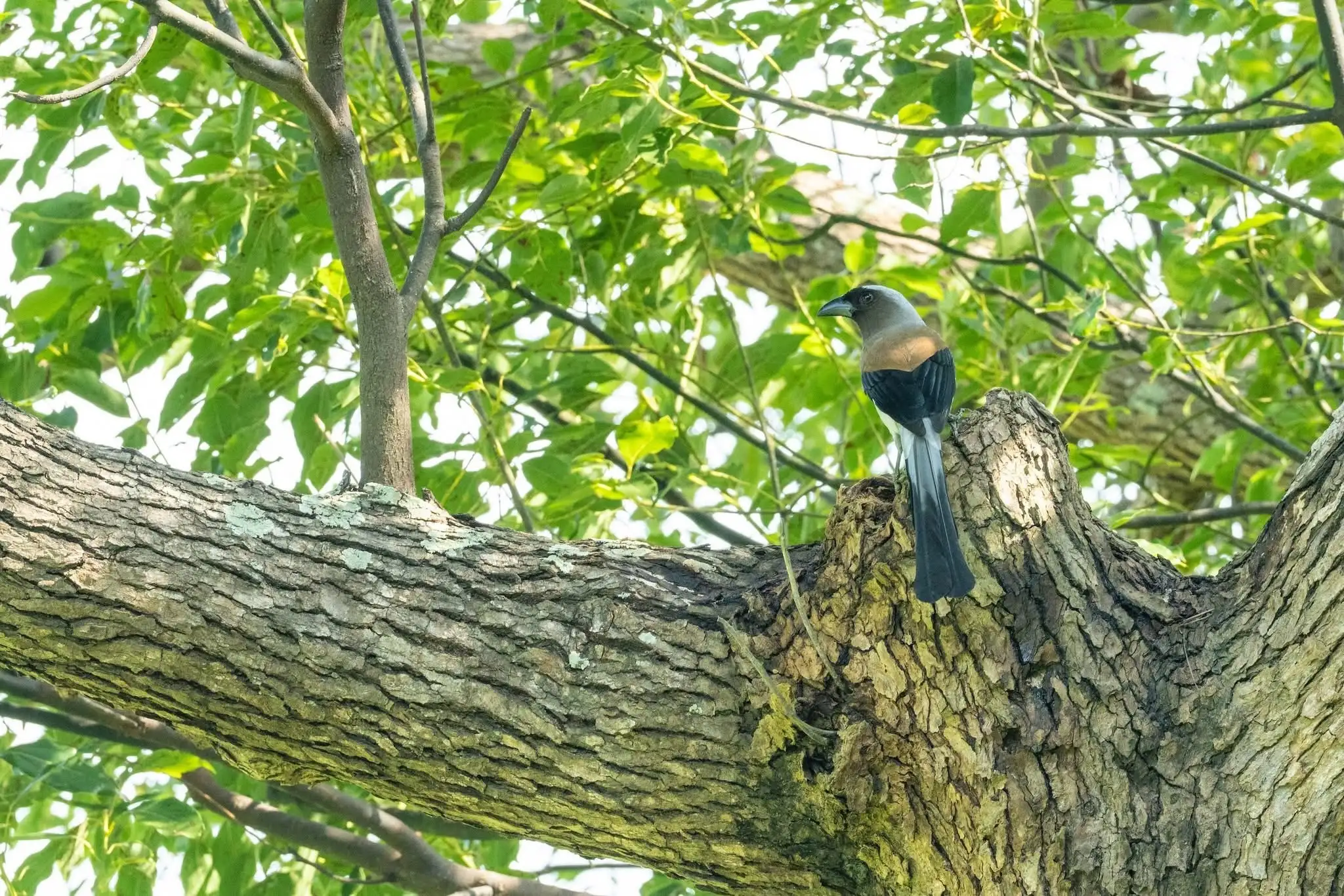 高雄果嶺自然公園保留原始自然地貌,開放後吸引大批人潮入園。(高雄市政府提供)