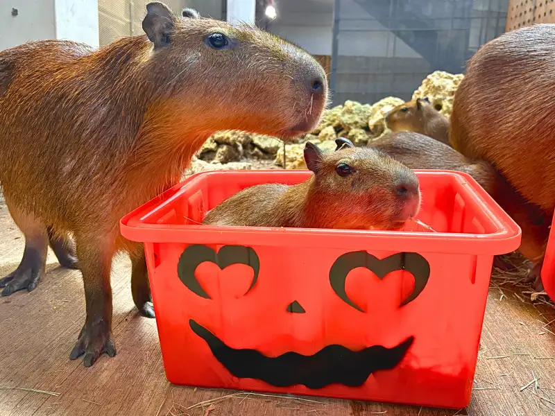 壽山動物園萬聖節活動吸近兩萬人入園　動物享受「搞怪特餐」好應景