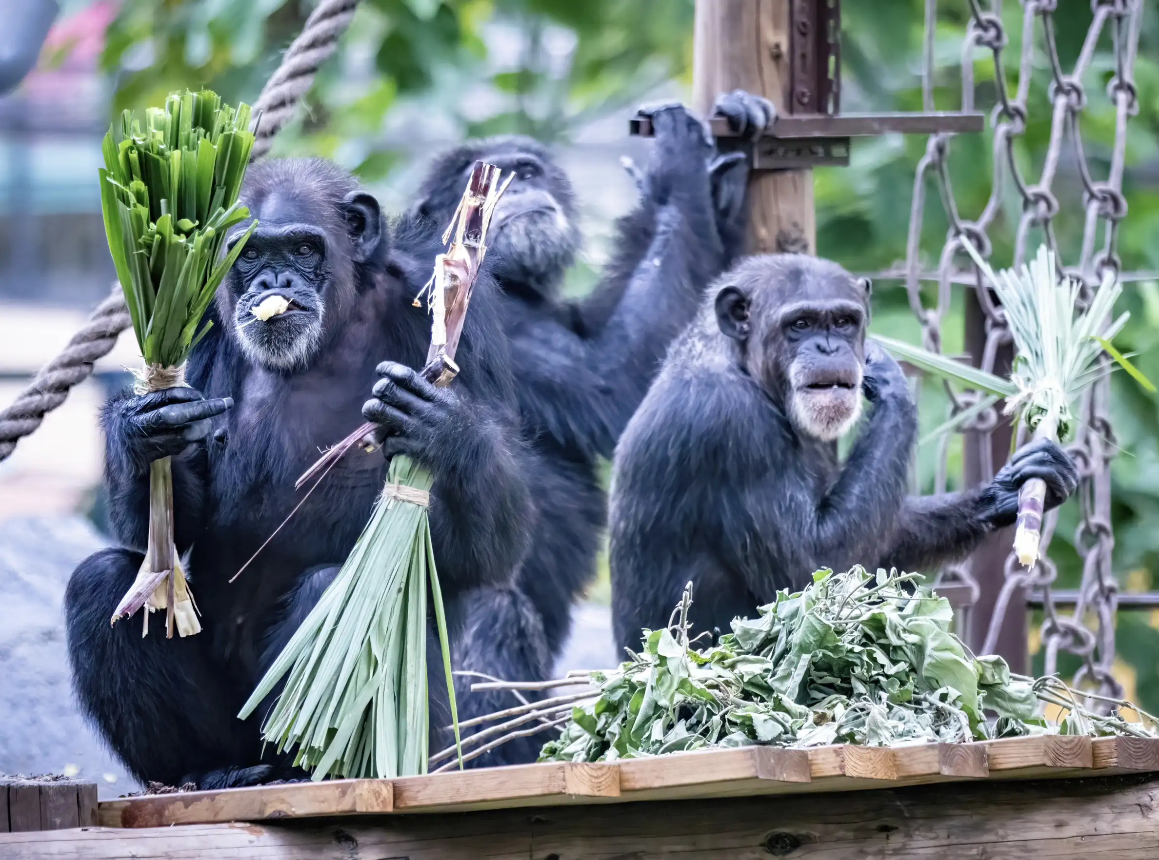 壽山動物園上週舉辦化裝舞會、劇團表演及市集等萬聖節活動,吸引近兩萬人次入園同樂。(觀光局提供)