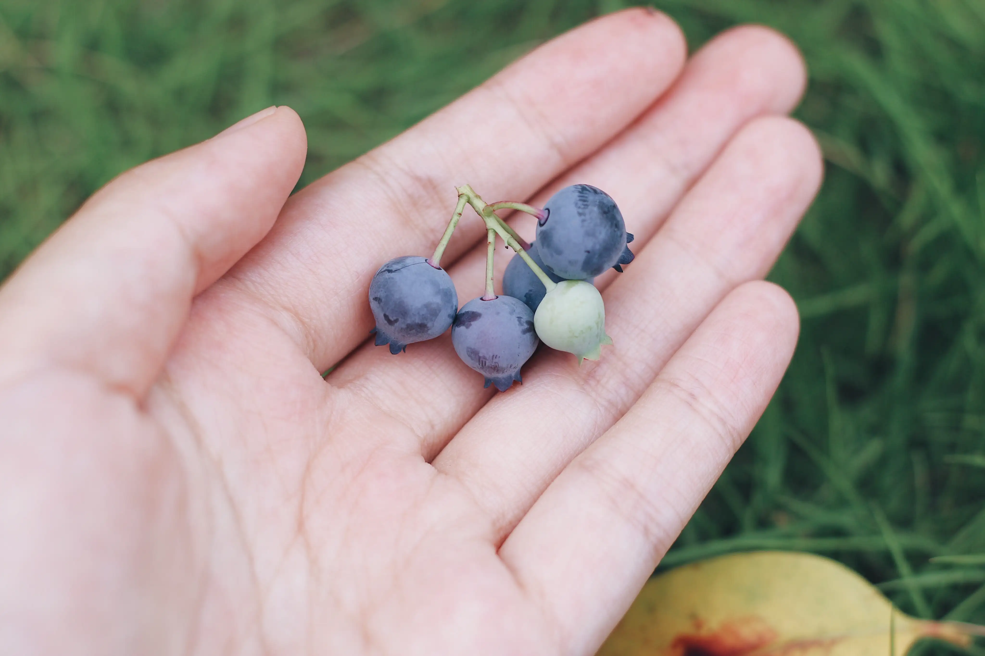 藍莓果的花青素也是不可忽視的護眼營養素。(圖/紅崴科技 提供)
