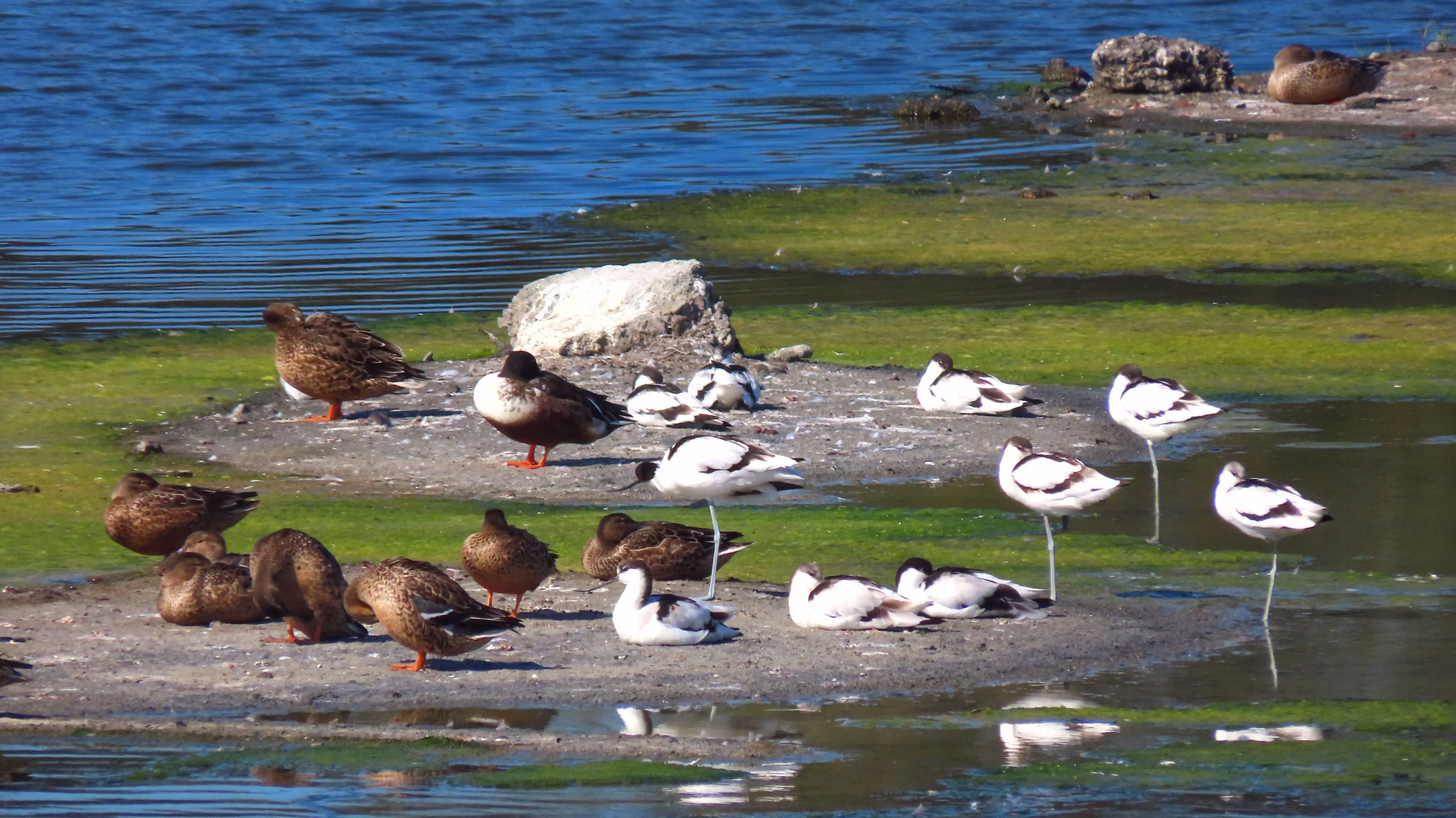 2024鰲鼓濕地候鳥。(圖/嘉義縣文觀局 提供)
