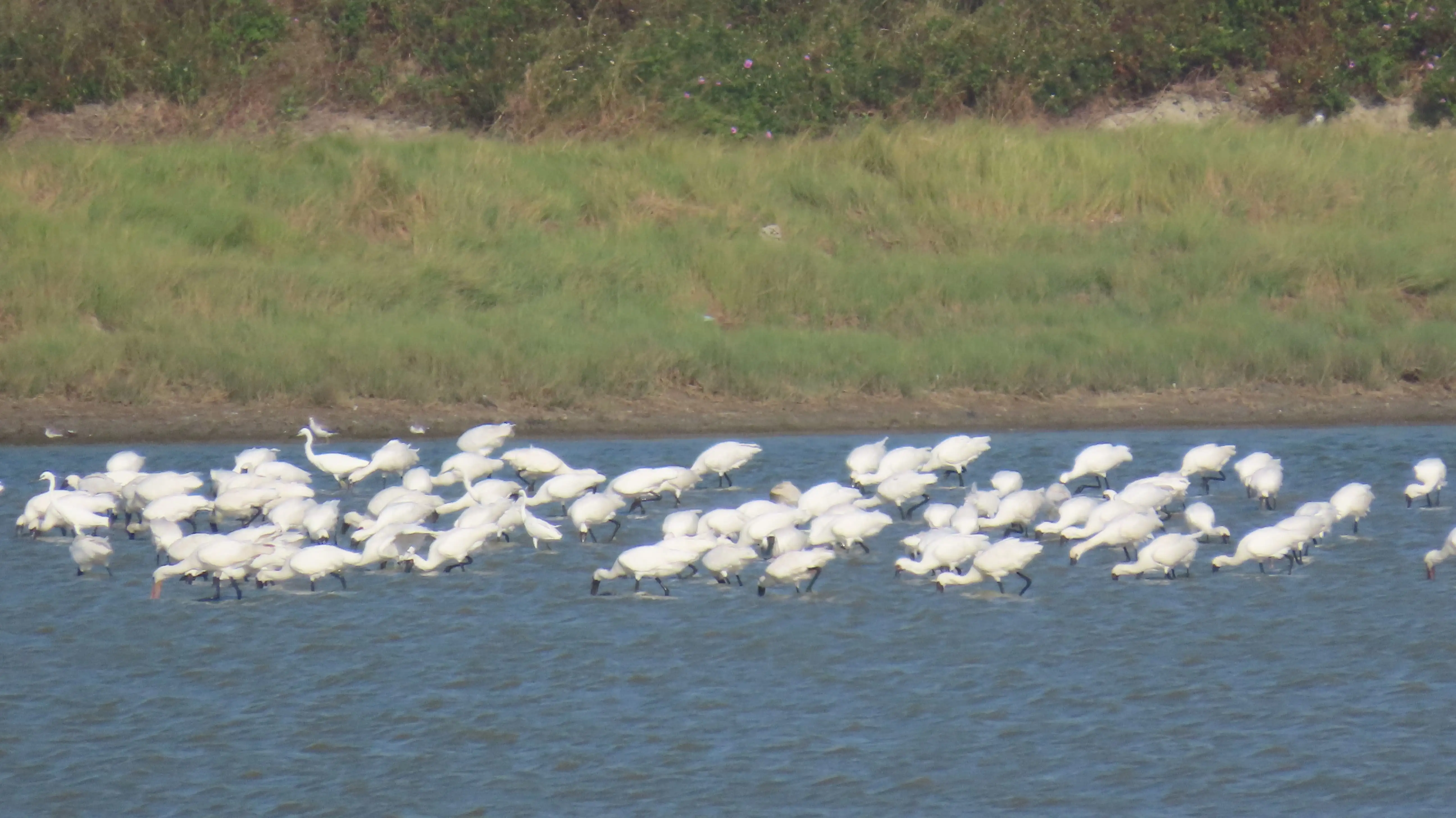 20251026新塭滯洪池黑面琵鷺集體覓食。(圖/嘉義縣文觀局 提供)
