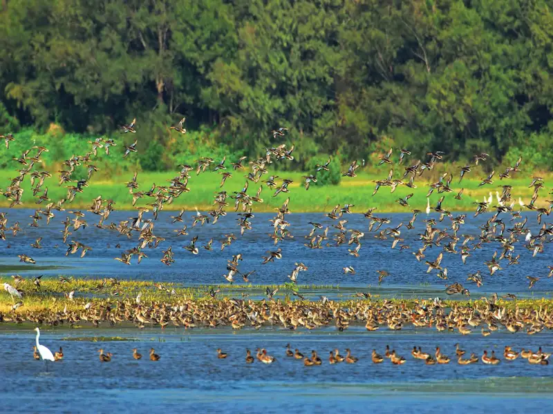 候鳥季來了    嘉義縣文觀局推「鷺境嘉義」親子賞鳥活動