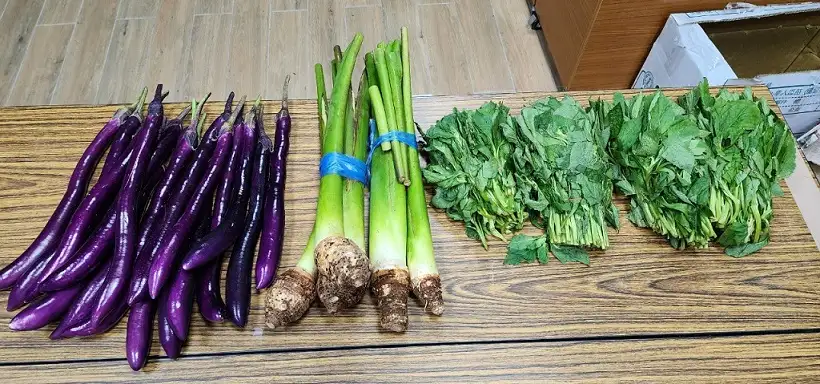 阿美族以野菜文化聞名，也把麴用在醃漬、保存食材。（丮硠‧瑪那提供）